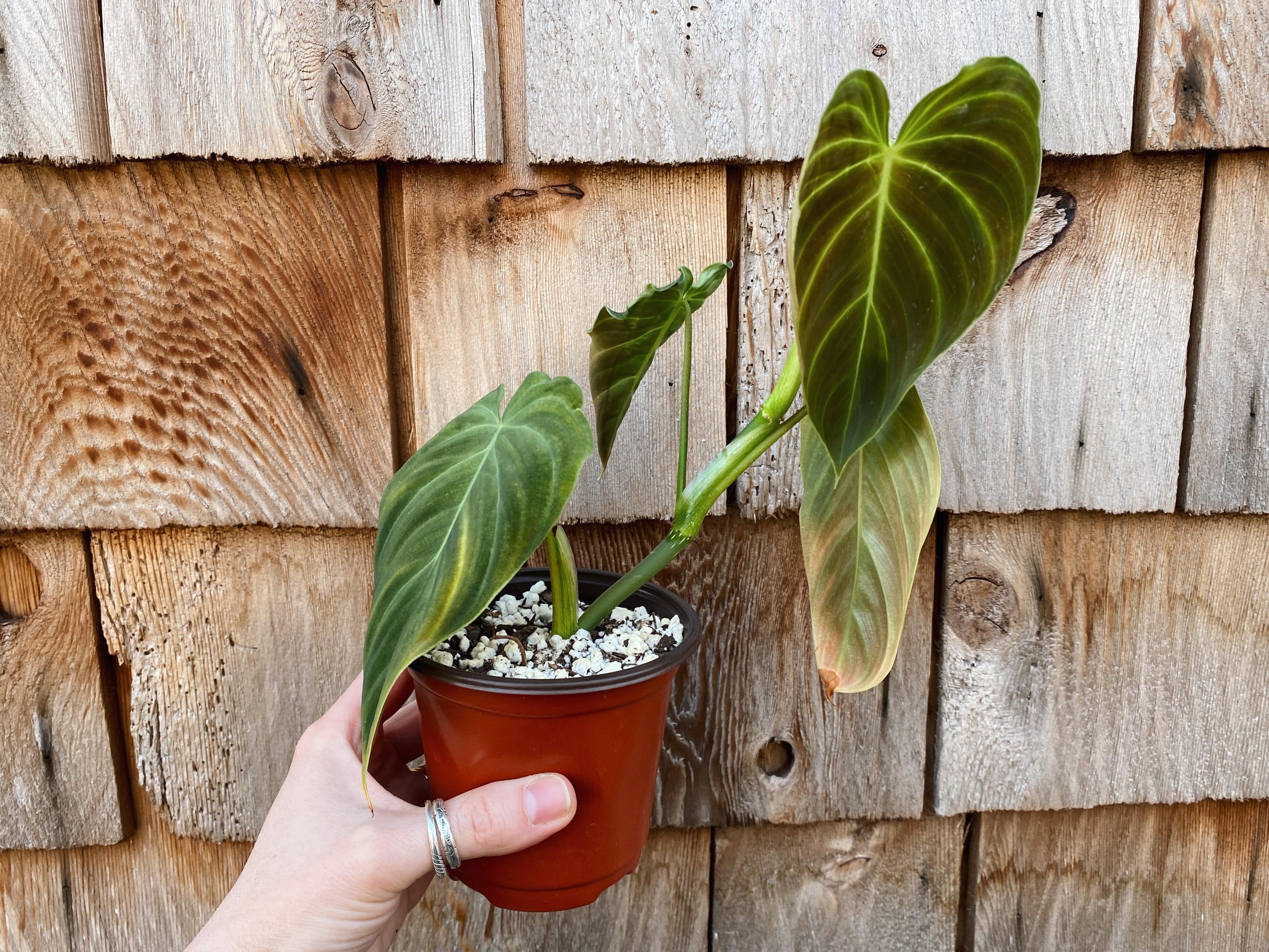philodendron splendid plant Philodendron Splendid – Simpleton Goods