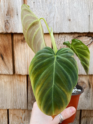 philodendron splendid for sale Philodendron Splendid – Simpleton Goods